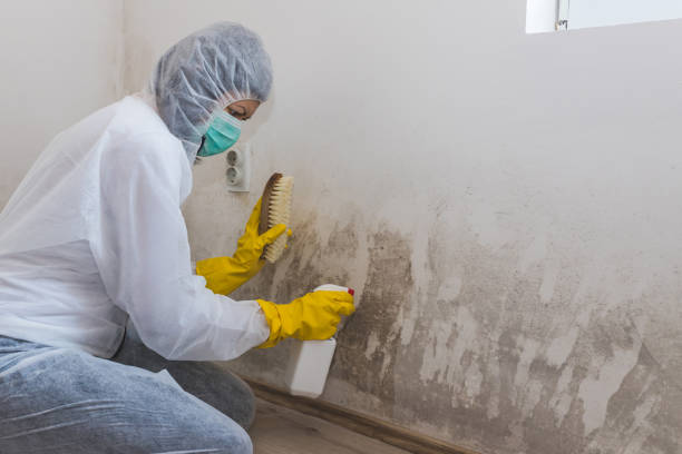 Best Post-Remediation Services in Menahga, MN