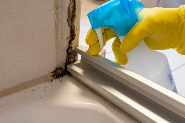 Best Residential Mold Remediation in Menahga, MN