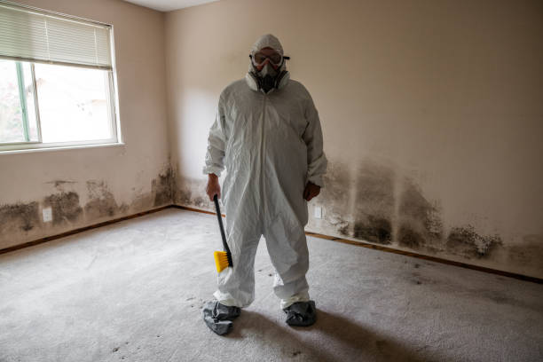 Best Black Mold Remediation in Menahga, MN