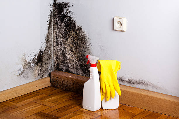 Best Emergency Mold Remediation in Menahga, MN