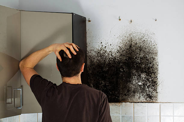 Best Basement Mold Remediation in Menahga, MN