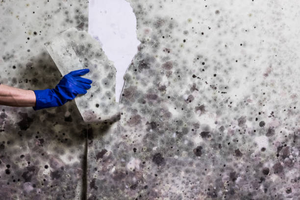 Best DIY Mold Remediation Support Services in Menahga, MN