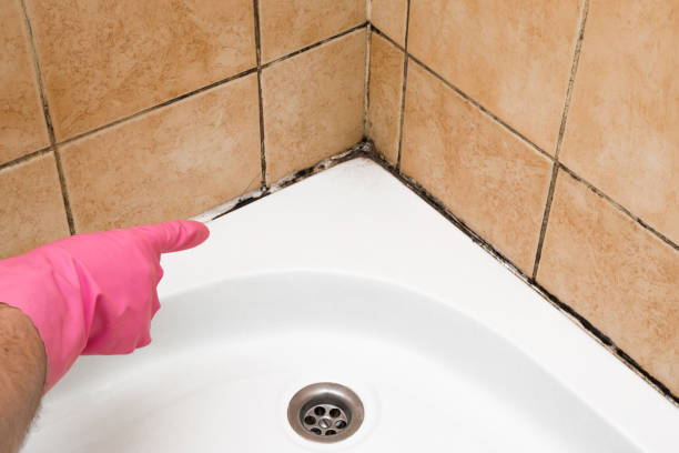 Best Bathroom Mold Remediation in Menahga, MN